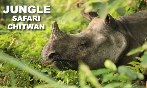 best picture of jungle safari chitwan, nepal